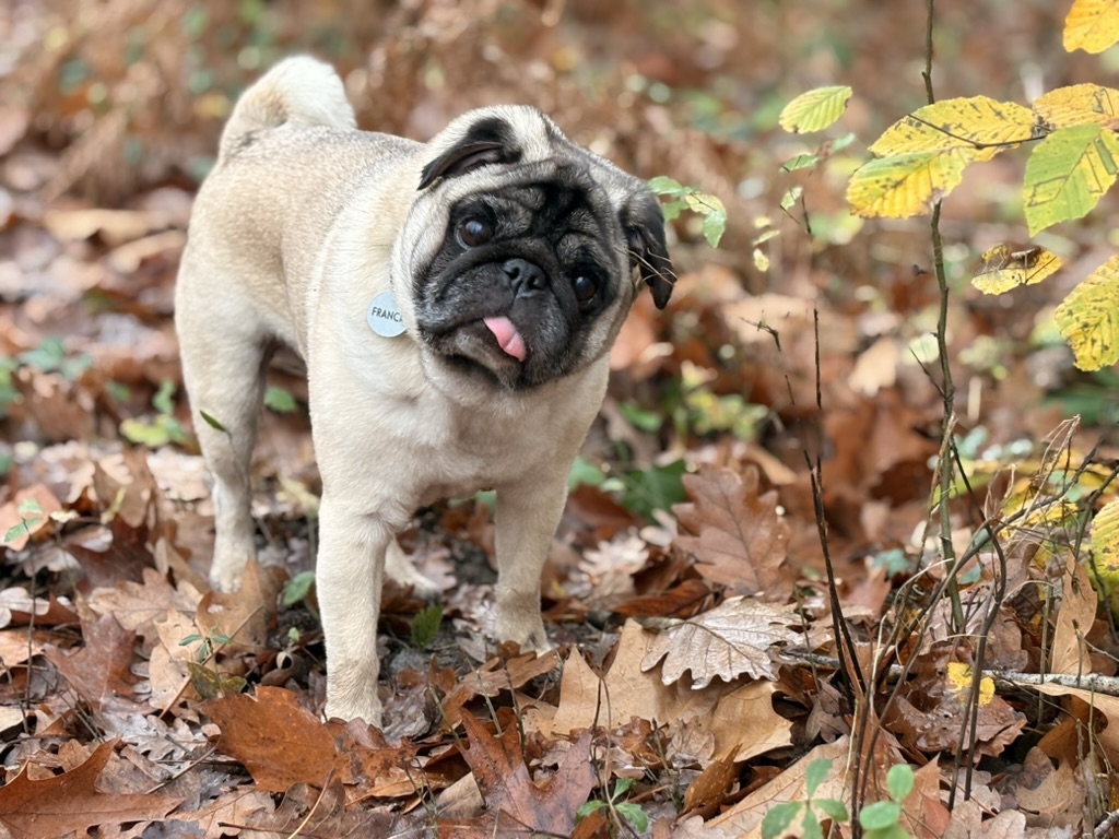 Carlin adorable dans les feuilles d'automne